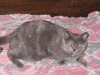 002.gif